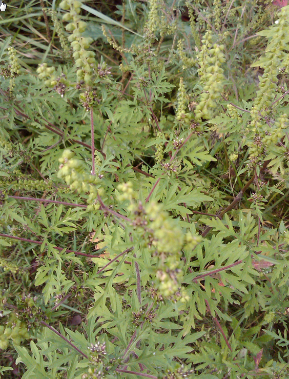 Offensive ragweed  Flickr - Photo Sharing! - Google Chrome_2014-09-16_12-18-52